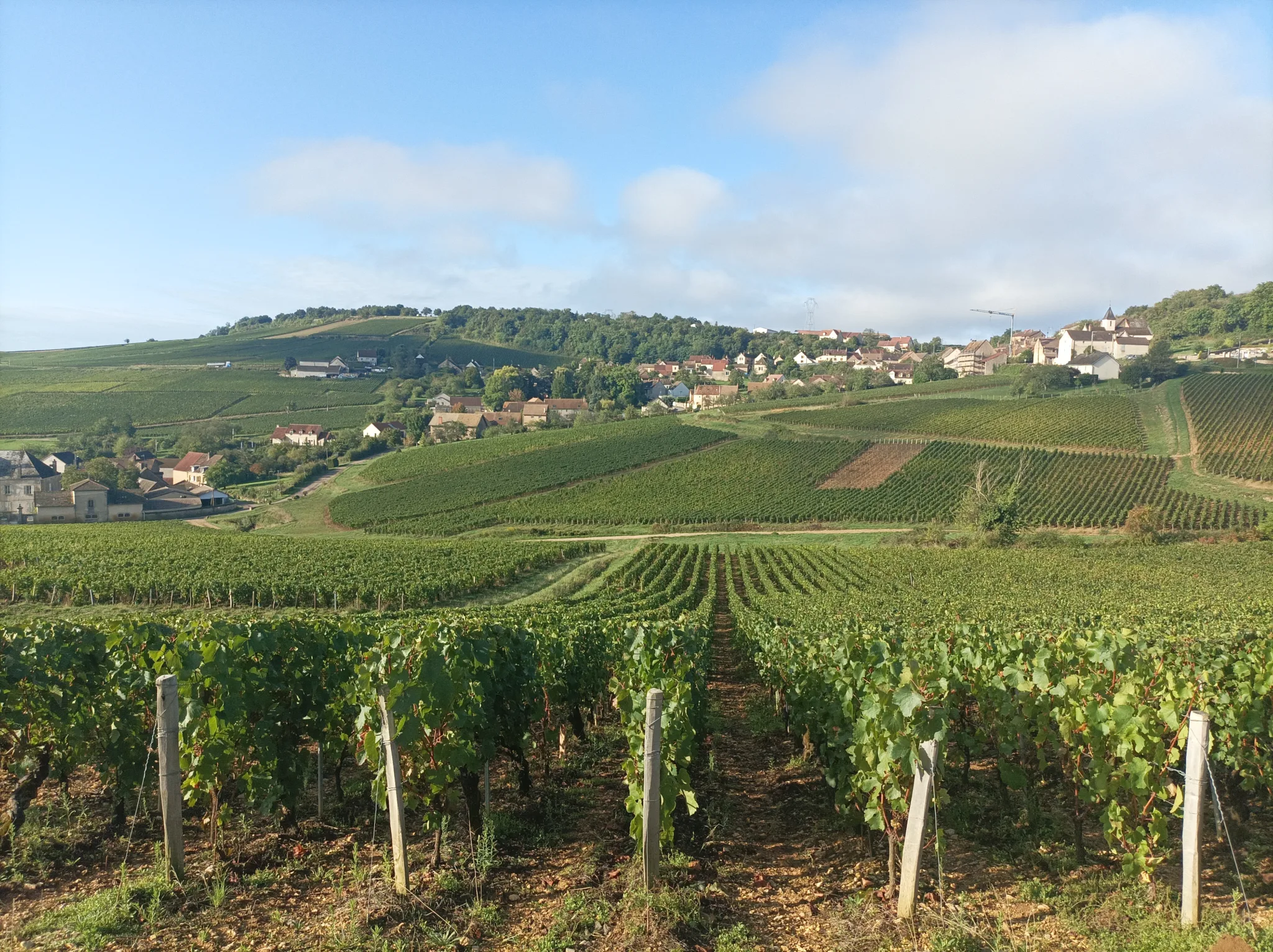 Tur i Montagny, Vintur i Bourgogne