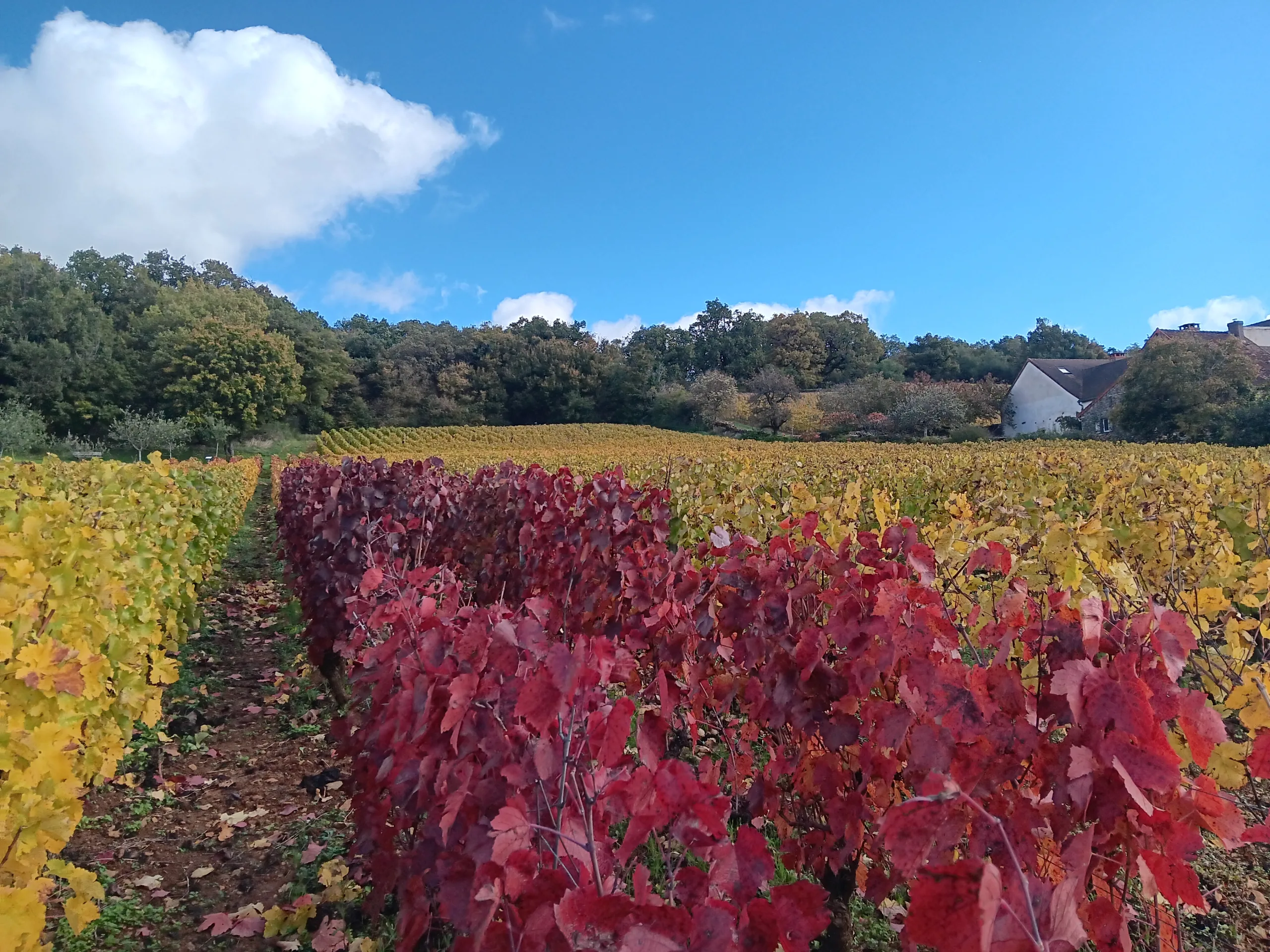 You are currently viewing The route des Grands Crus
