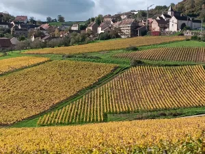 Vyno turas iš Beaune, Romain Bouchaud